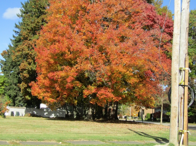 fall37.jpg