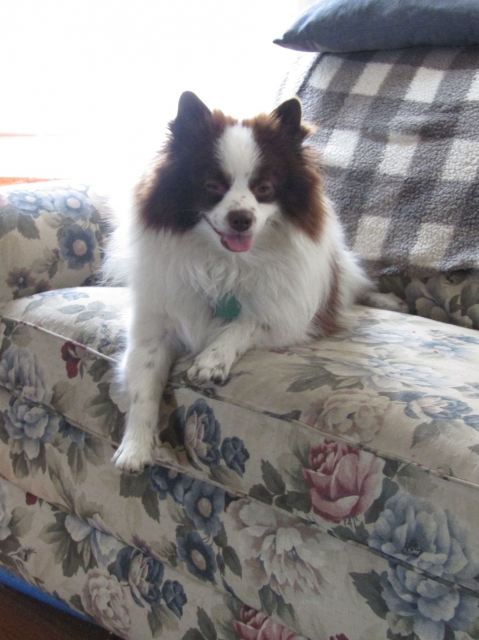 augdogs3.jpg