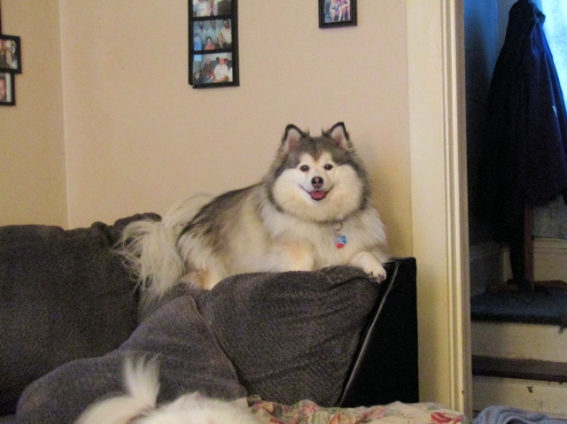 julypups2.jpg
