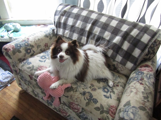 junepups2.jpg