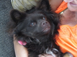 augdogs1.jpg