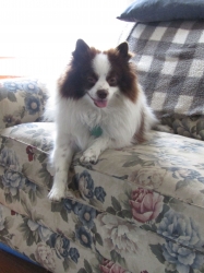 augdogs3.jpg