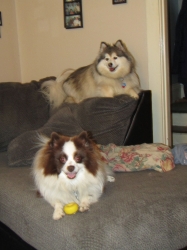julypups1.jpg