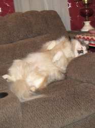 julypups3.jpg