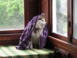 junepups1.jpg