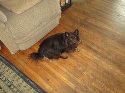 junepups3.jpg