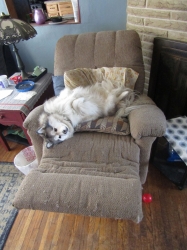 lazy.jpg