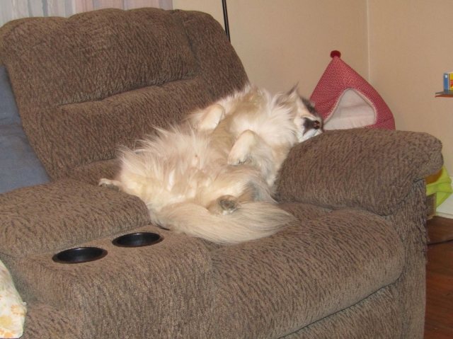 febpups02.jpg