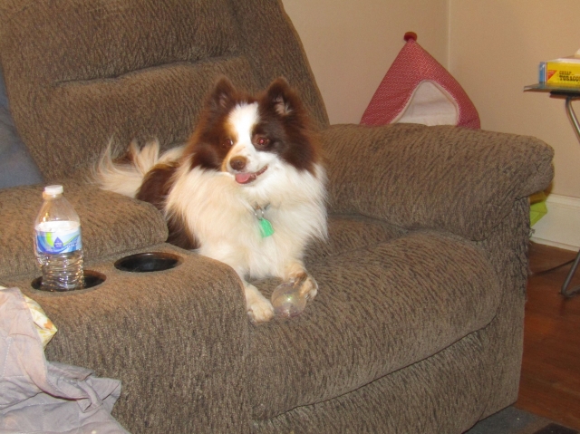 febpups09.jpg