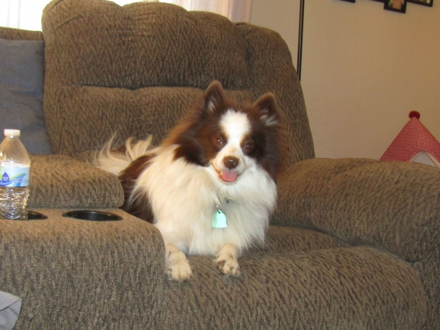 febpups11.jpg
