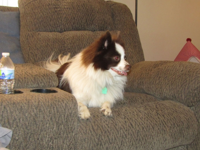 febpups13.jpg