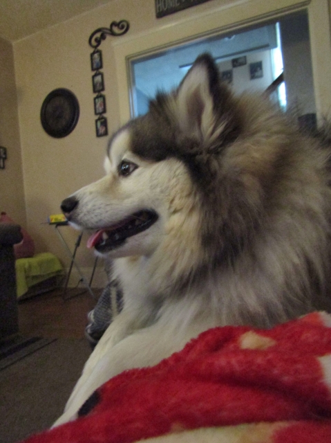 febpups15.jpg