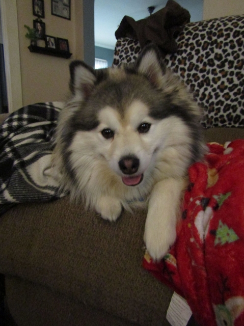 febpups17.jpg