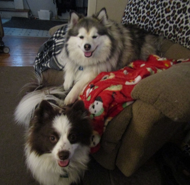 febpups18.jpg