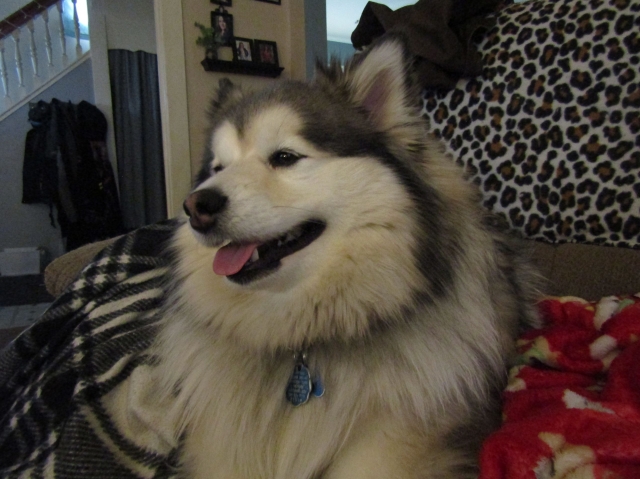febpups19.jpg