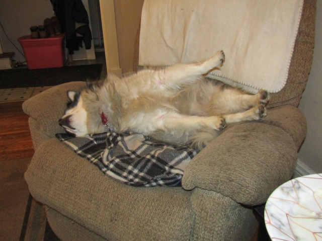 junepups04.jpg