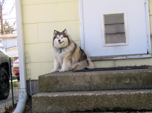 junepups05.jpg