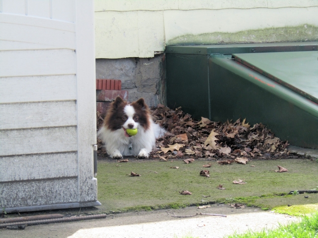 junepups08.jpg