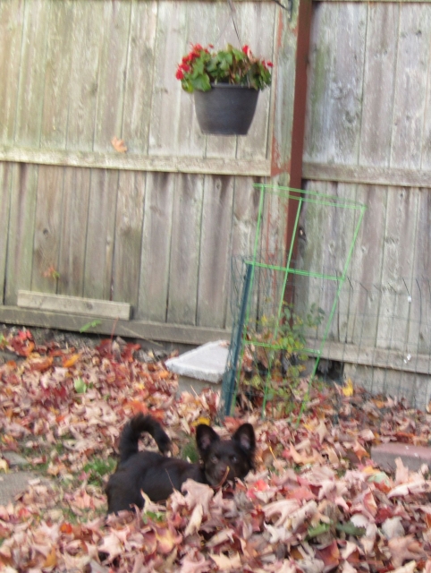 leafboys02.jpg