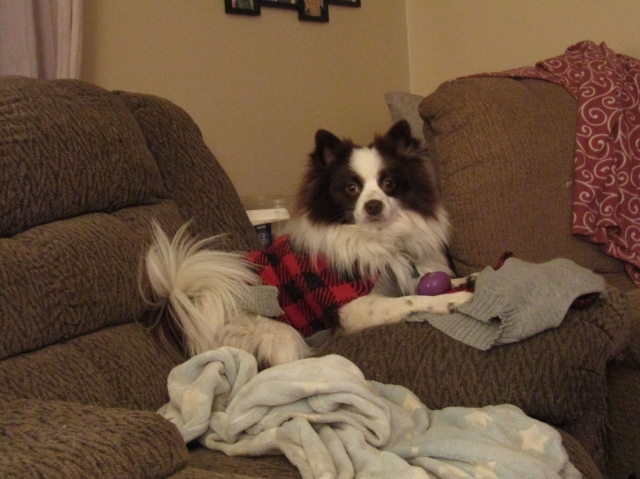 puppies2.jpg