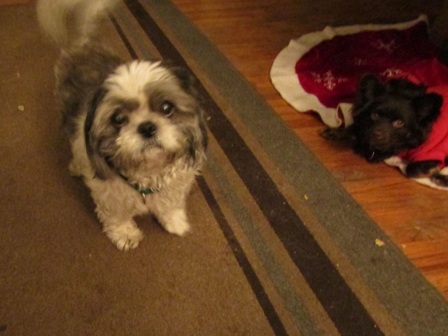 puppies5.jpg