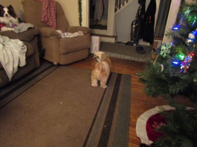 puppies6.jpg