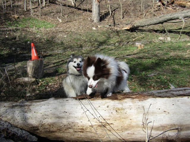 pupsmarch04.jpg