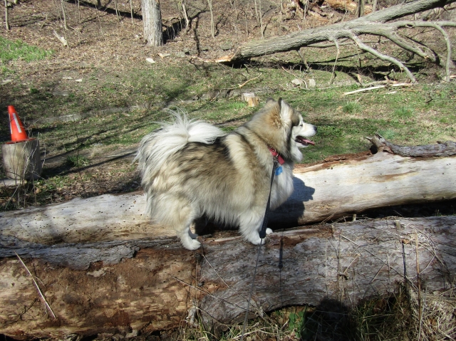 pupsmarch08.jpg