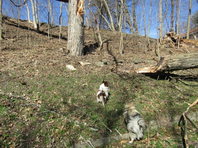 pupsmarch11.jpg