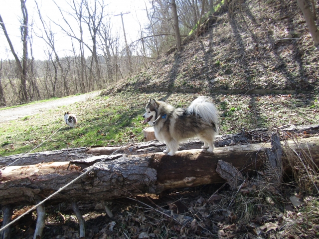 pupsmarch13.jpg