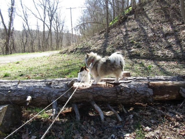 pupsmarch14.jpg