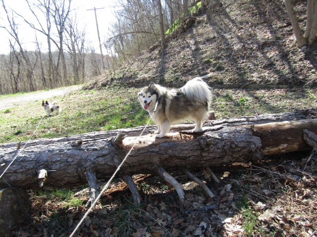 pupsmarch15.jpg