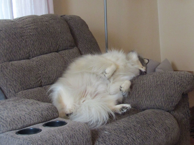 sleepypups01.jpg