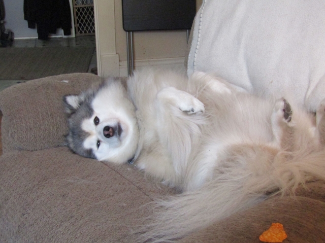 sleepypups02.jpg