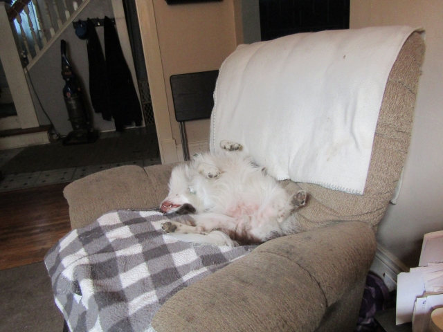 sleepypups05.jpg