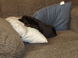 buddy01.jpg