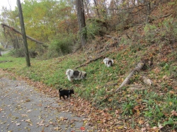 fallboys.jpg