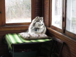 febpups03.jpg
