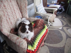 febpups04.jpg