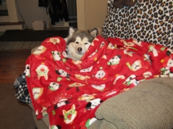 febpups06.jpg