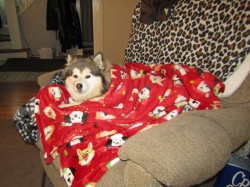 febpups07.jpg