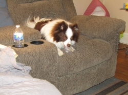 febpups08.jpg
