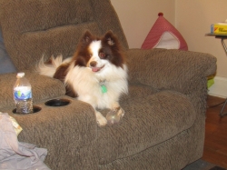febpups09.jpg