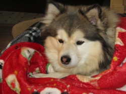 febpups10.jpg