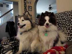 febpups12.jpg