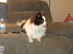 febpups13.jpg