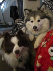 febpups14.jpg