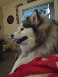 febpups15.jpg