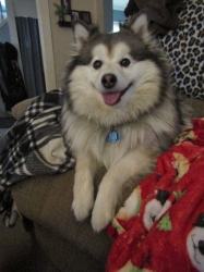 febpups16.jpg