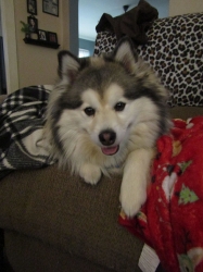 febpups17.jpg